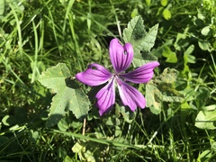 Malva sylvestris