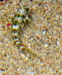 Scartella emarginata