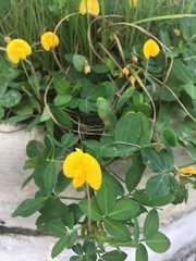 Arachis repens