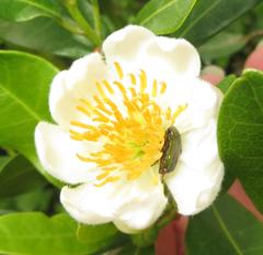 Leucocelis aeneicollis