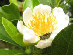 Leucocelis aeneicollis