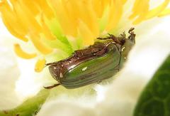 Leucocelis aeneicollis