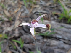 Caladenia hirta