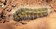 Bombycomorpha