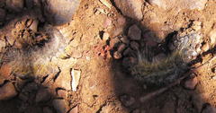 Bombycomorpha
