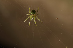 Cryptaranea atrihastula