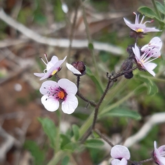 Diplopeltis huegelii