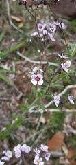 Diplopeltis huegelii