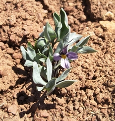 Viola trinervata
