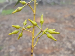Eucalyptus longicornis