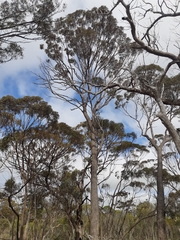 Eucalyptus longicornis