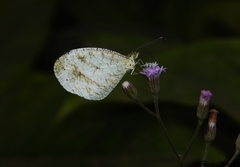 Leptosia nina
