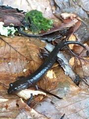 Desmognathus imitator