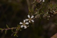 Leptospermum microcarpum
