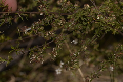 Leptospermum microcarpum