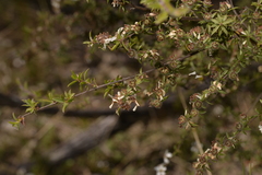 Leptospermum microcarpum