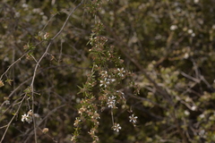 Leptospermum microcarpum