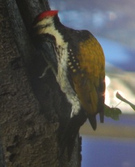 Dinopium benghalense