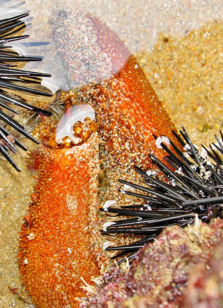 Warty Sea Cucumber