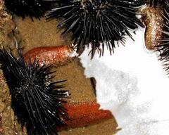 Neostichopus grammatus