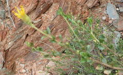 Pegolettia baccaridifolia