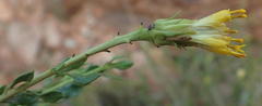 Pegolettia baccaridifolia