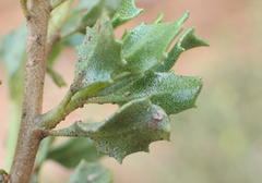 Pegolettia baccaridifolia