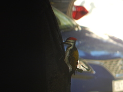 Dinopium benghalense