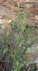 Pegolettia baccaridifolia
