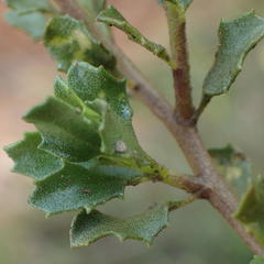 Pegolettia baccaridifolia