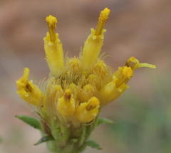 Pegolettia baccaridifolia