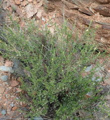 Pegolettia baccaridifolia