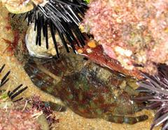 Grapsus fourmanoiri