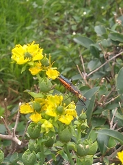 Zelus longipes