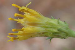 Pegolettia baccaridifolia