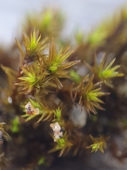 Vinealobryum nicholsonii