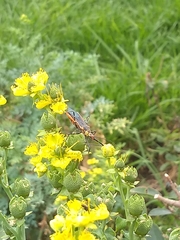 Zelus longipes