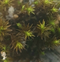 Vinealobryum nicholsonii