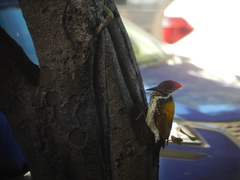 Dinopium benghalense