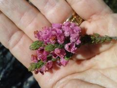 Erica nervata
