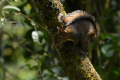 Sciurus deppei