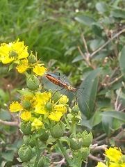 Zelus longipes