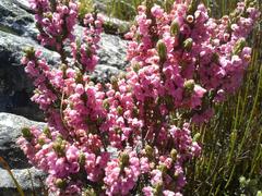 Erica nervata