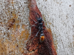Myrmecia mandibularis