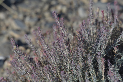 Reaumuria songarica