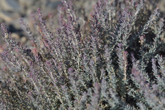 Reaumuria songarica