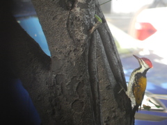 Dinopium benghalense