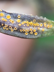 Puccinia violae