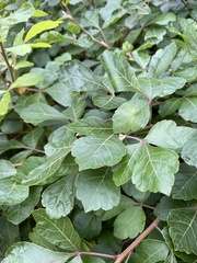 Rhus aromatica aromatica