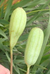 Moraea spathulata